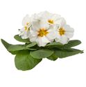Bild von Primula P10.5 gebroken knop/1bloem White